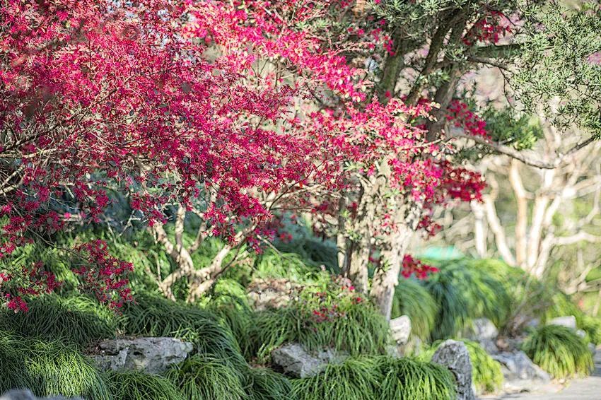 春天里的一把"火",醉白池的红花檵木开了!