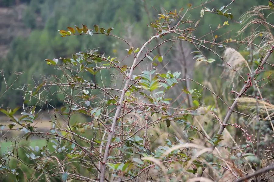 这是1月26日在湖南省张家界市桑植县拍摄的马桑树.