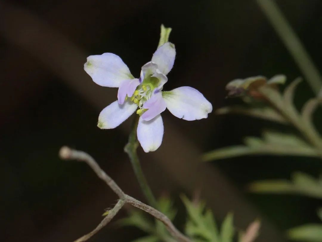 32. 鵝掌草,毛茛科