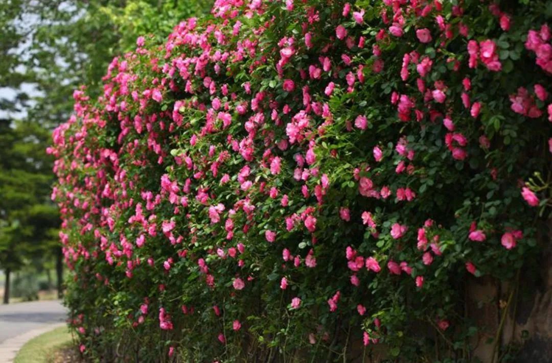 春日尋花丨月季花開正當時,申城這些公園美翻了!