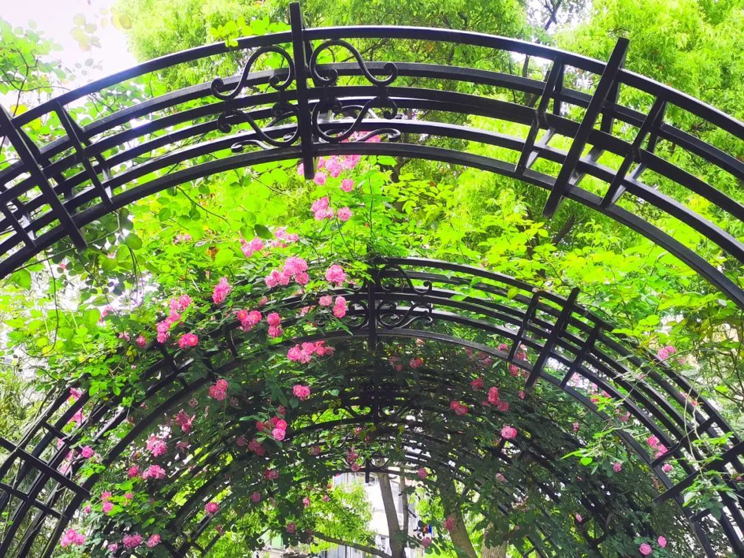 夏日探花 | 杨浦超美"月季拱门"登场,来打卡吗?