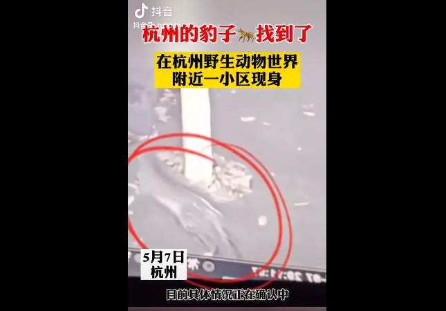 杭州野生动物世界3只金钱豹外逃!追回1只,1只被狗咬死