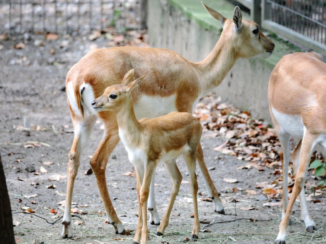 除了依靠先天遗传的种群本能行为外,动物宝宝们也需要通过跟随妈妈