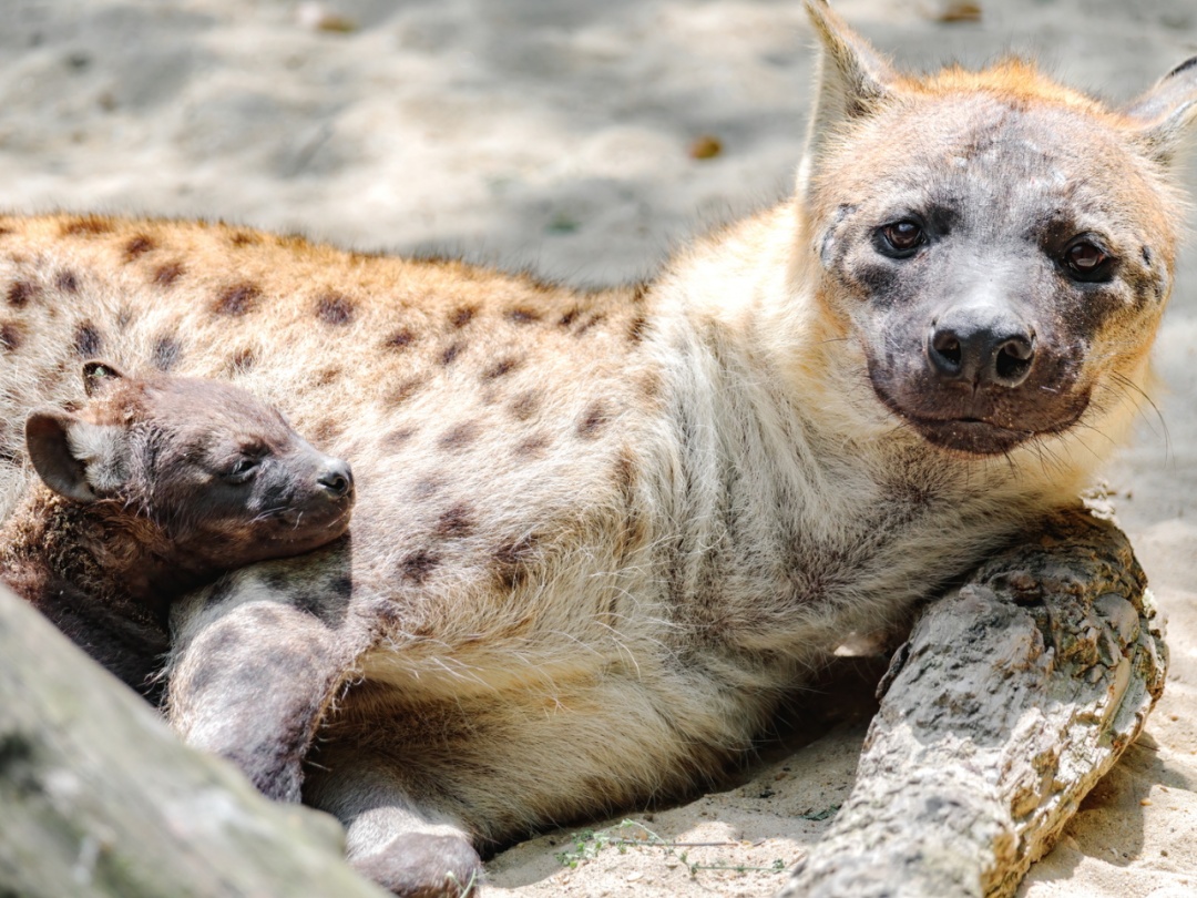 斑鬣狗妈妈和宝宝