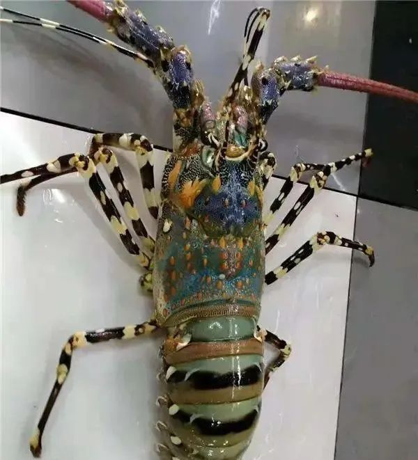 除了法螺,这些海鲜也不能捕捞不能吃  身似马蹄,尾拖长剑,宛若"铁将军