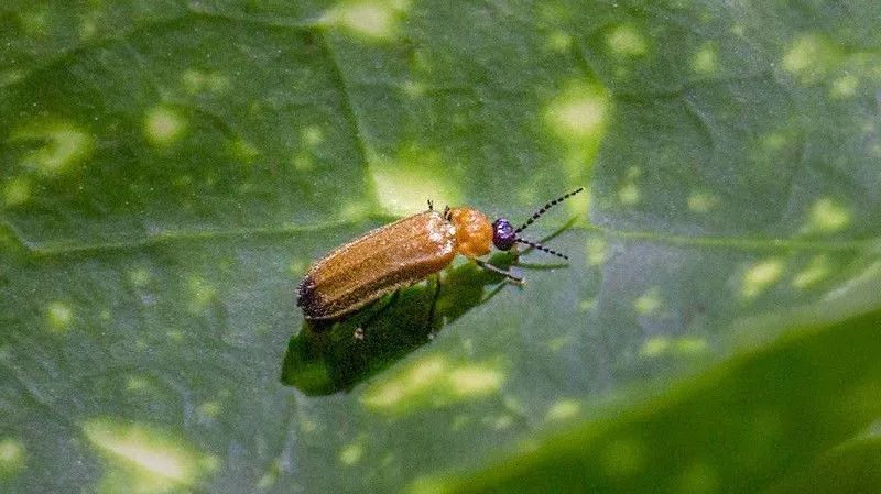 上海平常见到的萤火虫几乎都是黄脉翅萤,也叫两头黑.