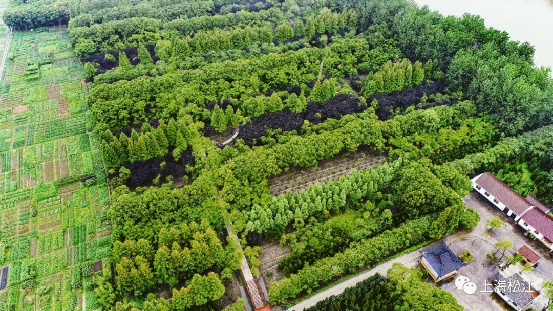 占地面积168亩!松江首个开放式休闲林地建成开放!