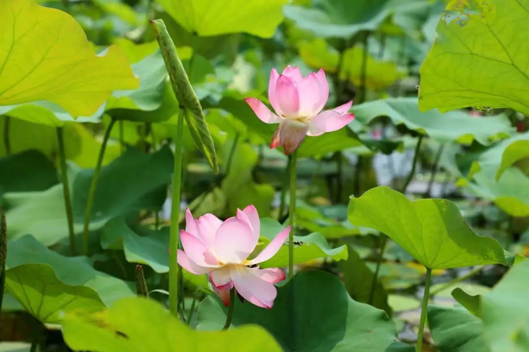 秒回大明湖畔!推荐几处南上海绝佳赏荷胜地,古风悠韵,"荷"你有约