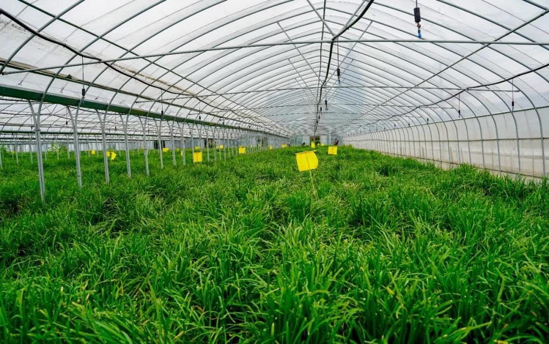 单品种植,菜渔循环,小韭菜种出大产业