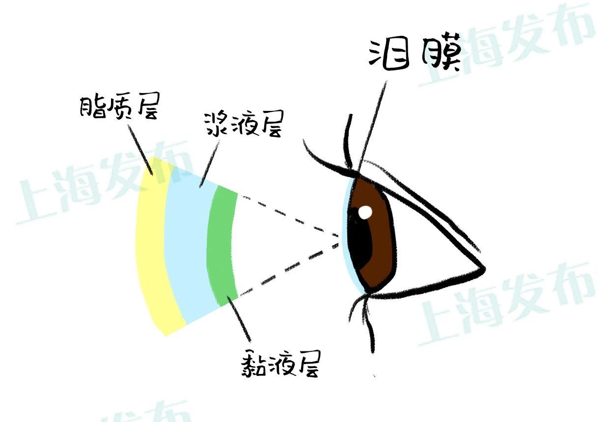 泪膜让眼睛看起来美丽又健康, 总共有三层组成: 最表层:睑板腺分玫哪