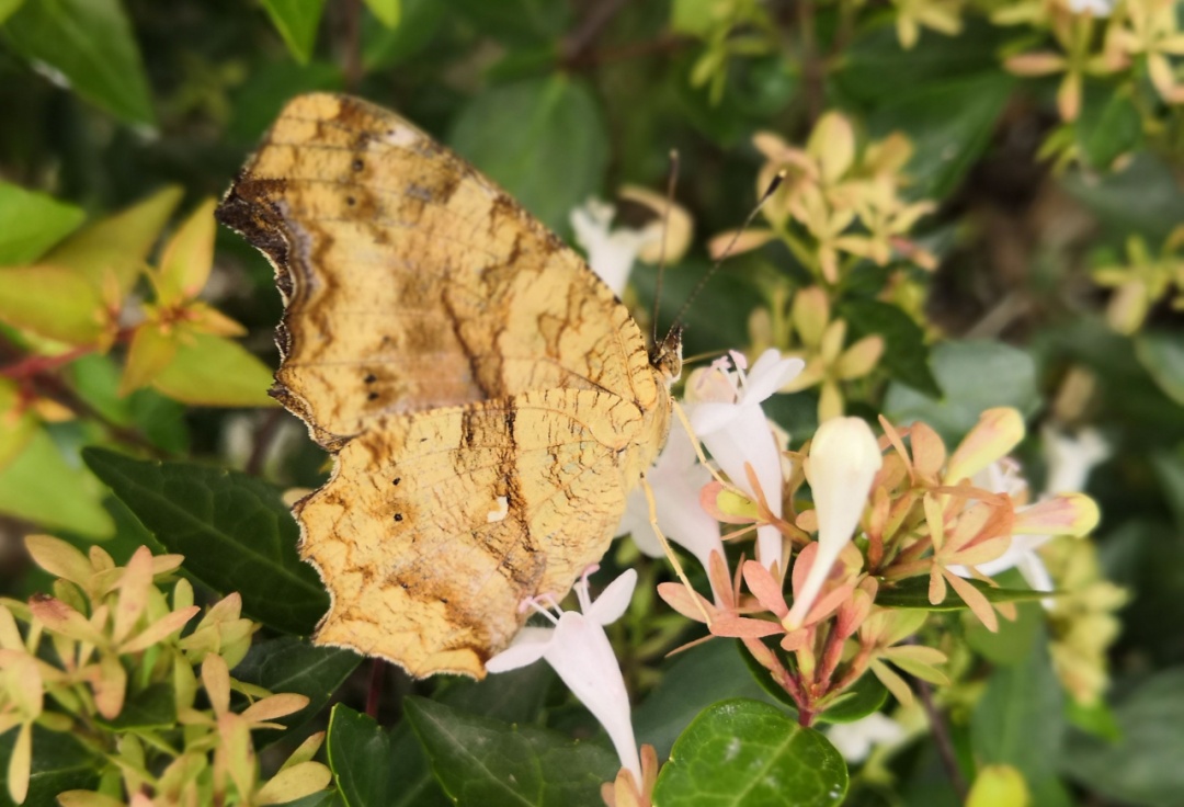 国标舞者——蛱蝶