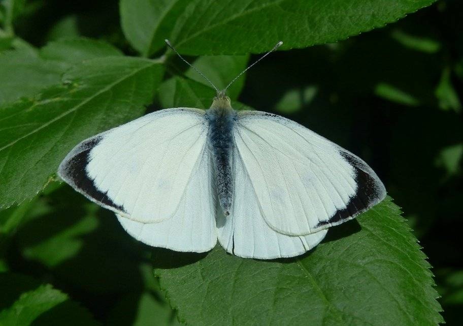 粉蝶是上海最容易见到的蝴蝶.