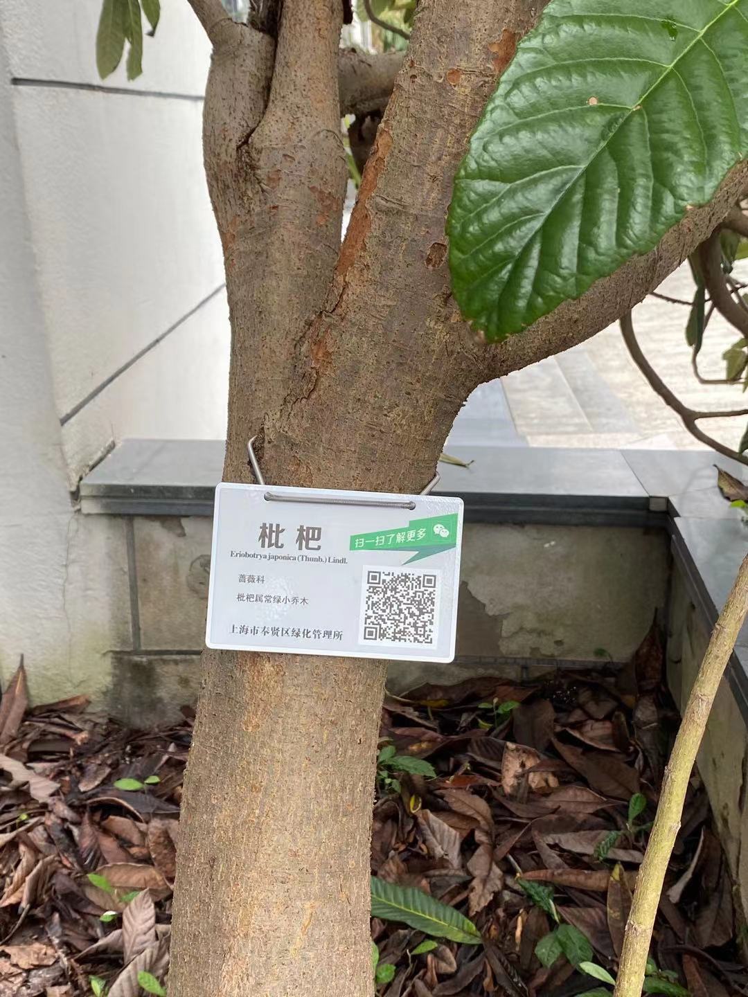 此次挂牌的植物共有51种,共计168棵,包括白玉兰,银杏,水杉,栾树,三角