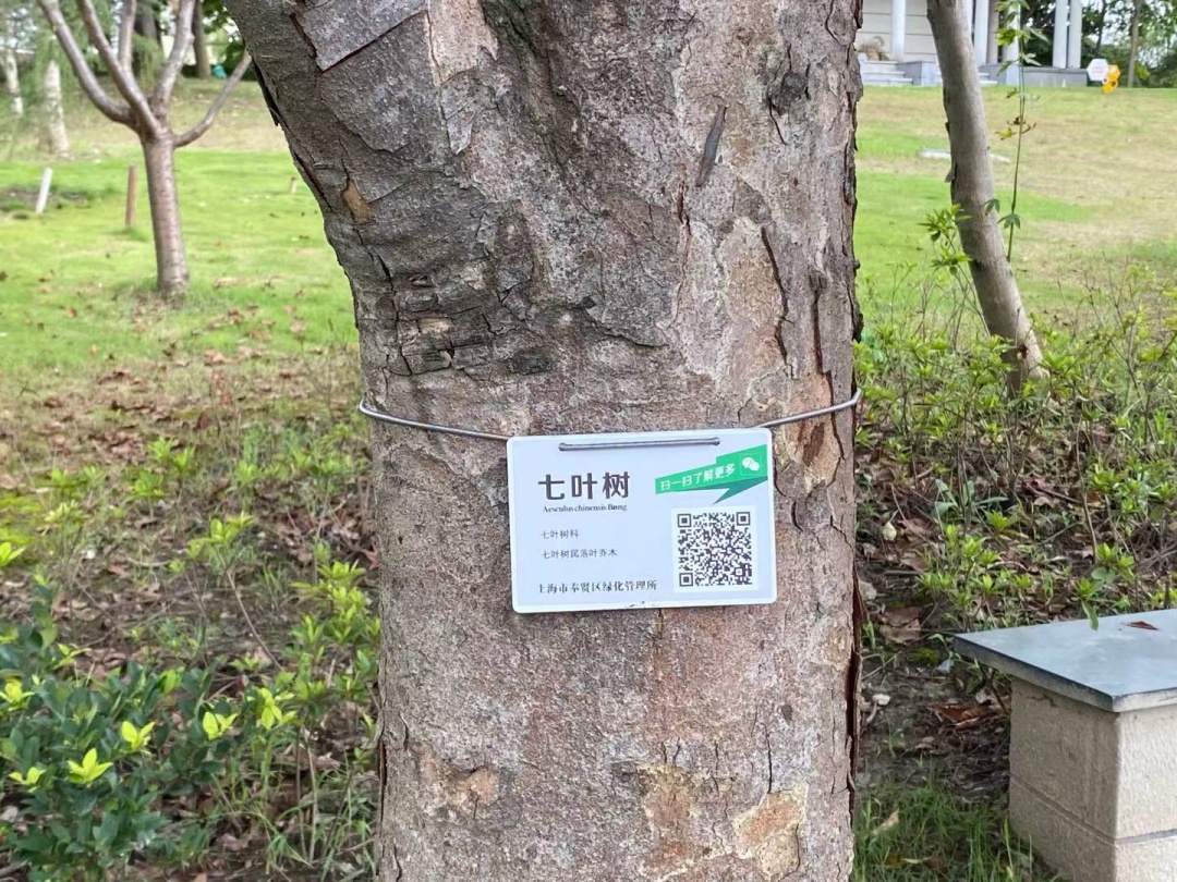 此次挂牌的植物共有51种,共计168棵,包括白玉兰,银杏,水杉,栾树,三角