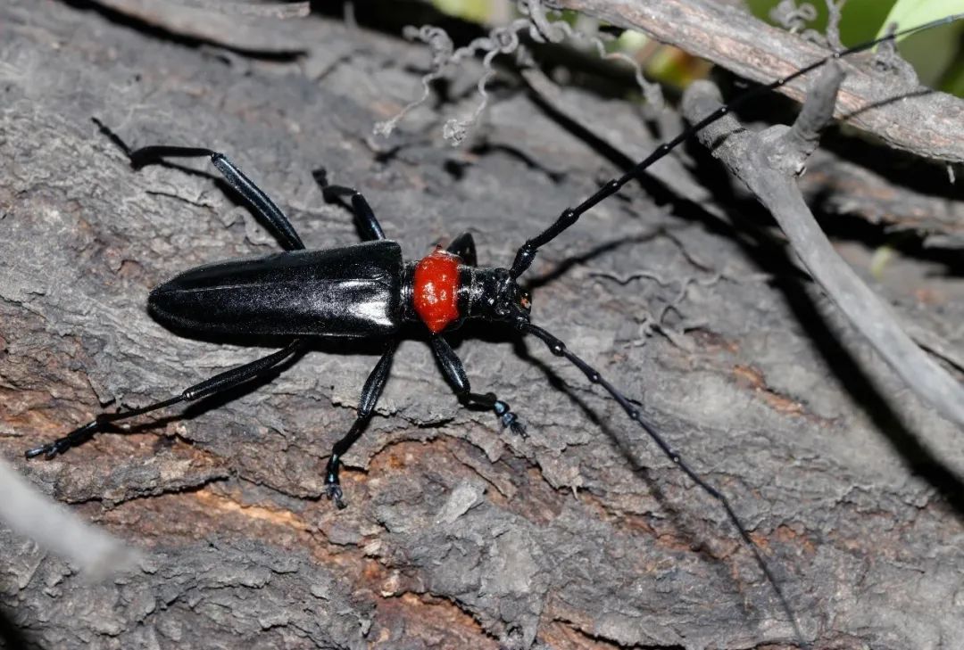 属于鞘翅目天牛科,在我国多数地方均有分布,幼虫蛀食多种树干,是