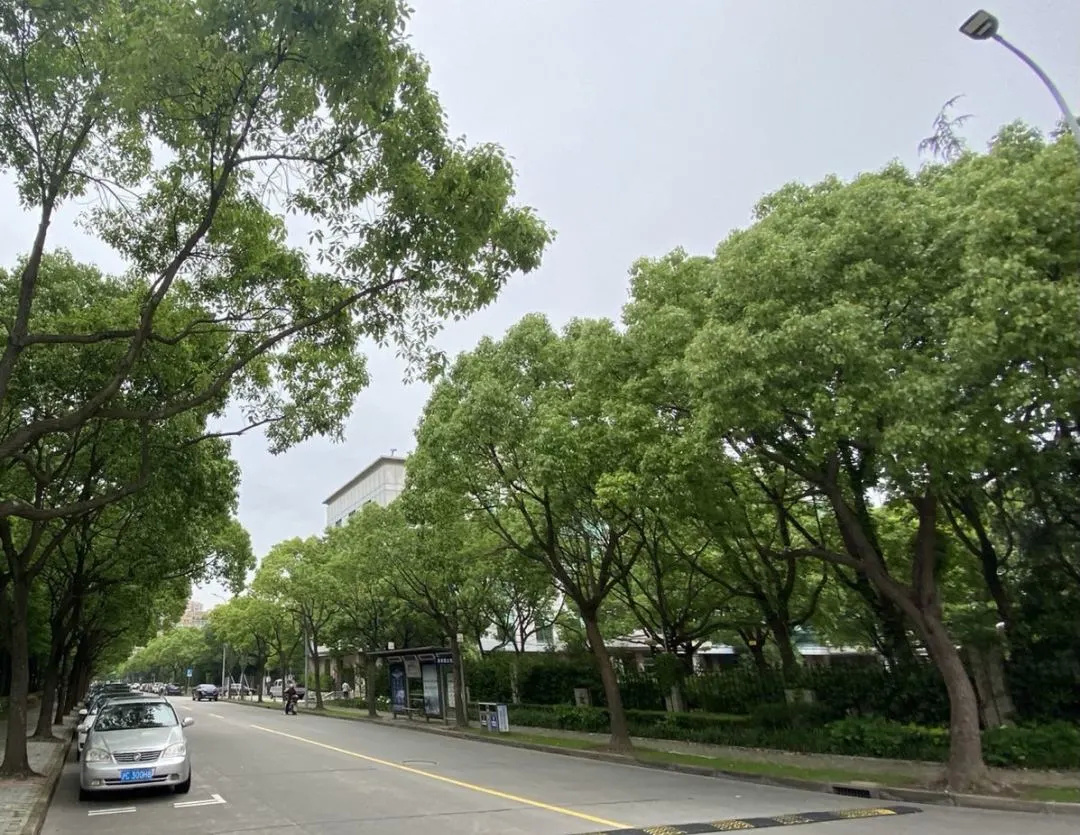 金山又有三条道路入选为市级林荫道!快来看看是哪几条?