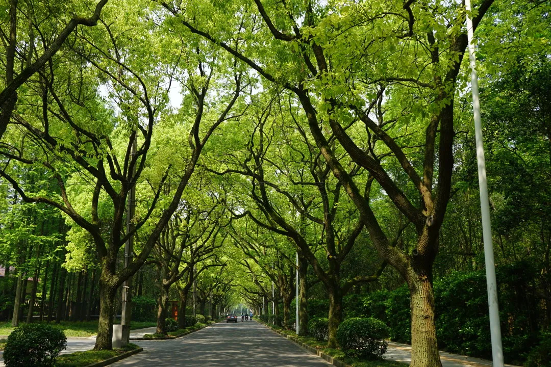 北随塘河路-南康路 香樟 2017 罗星路 临源街-东林街 香樟 2018 古城