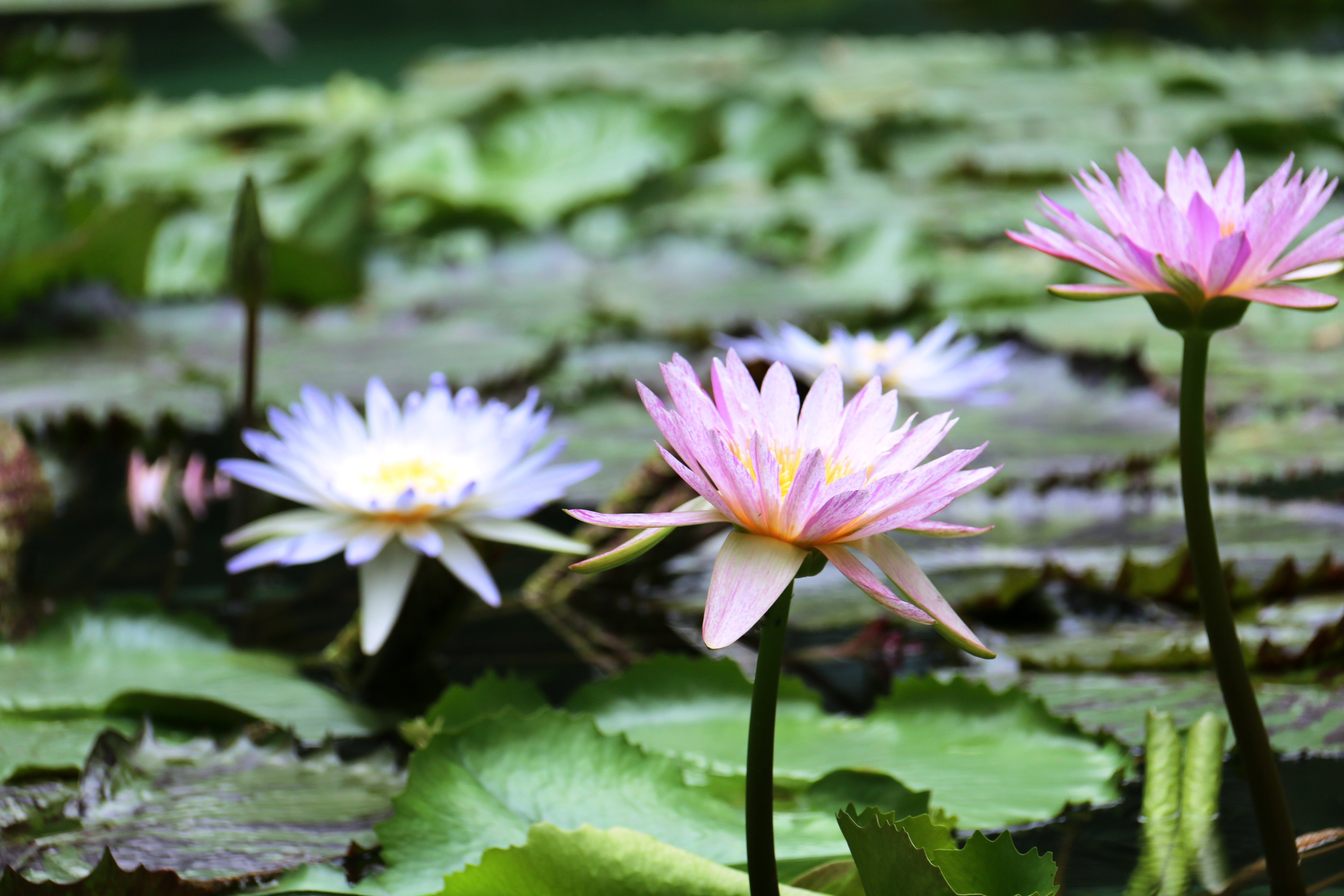 视频丨静安公园80余株睡莲进入盛花期