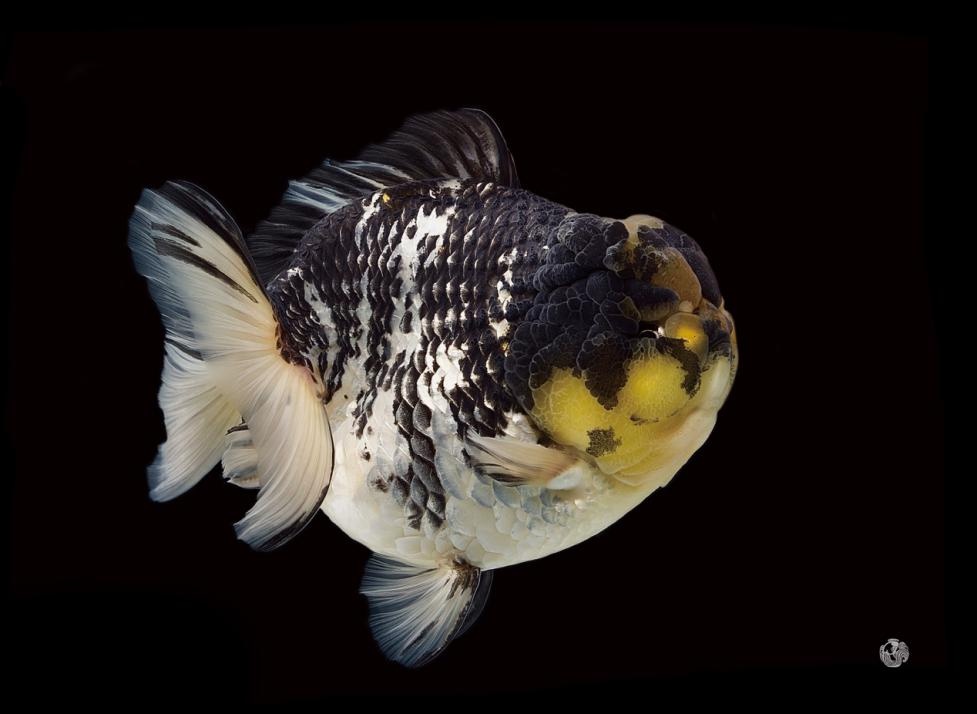 "鱼"花共舞~~代表上海出征中国花博会的金鱼海派"七仙子"摘得一金三银