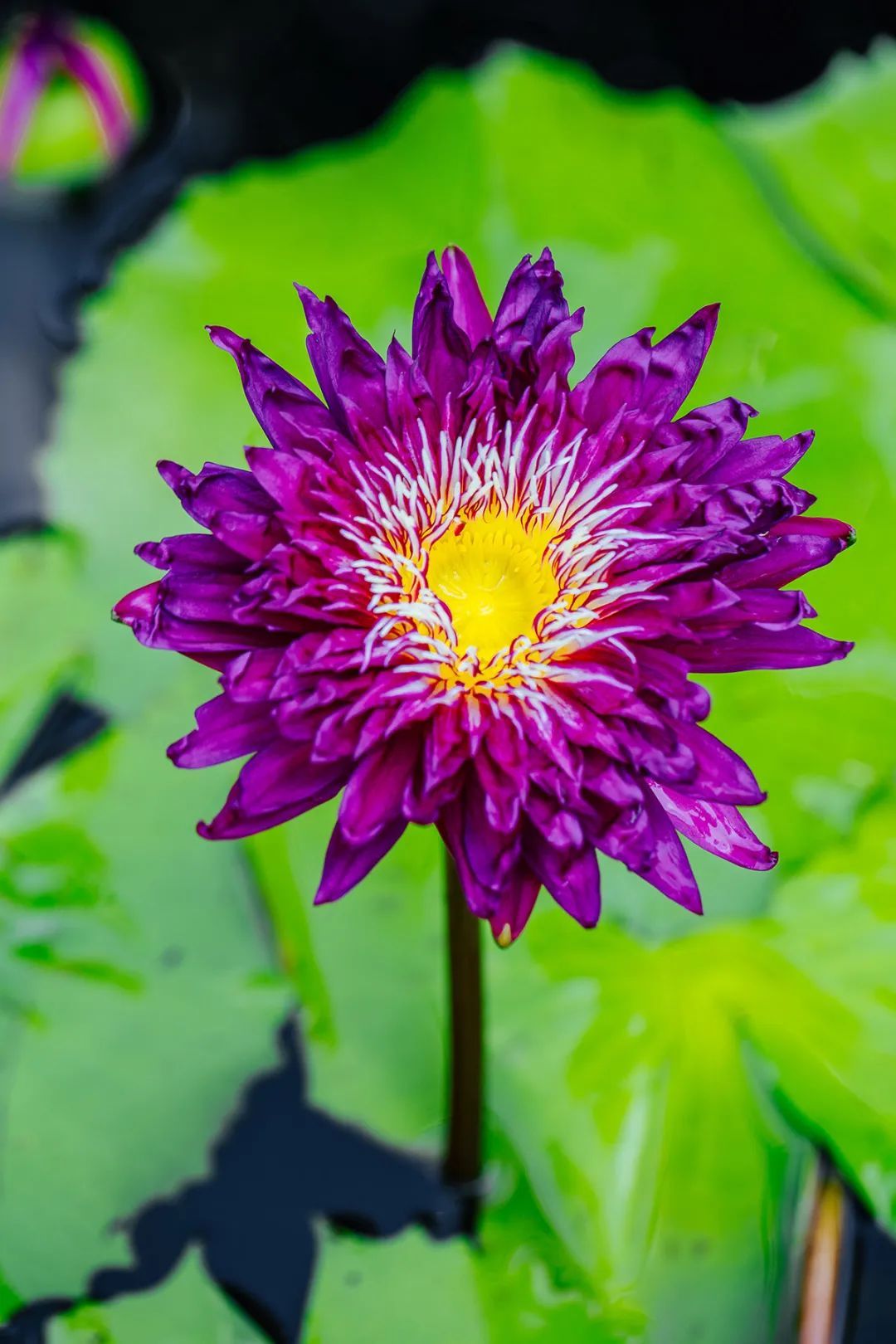 迈阿密玫瑰睡莲,岩山千瓣睡莲等红色系列品种