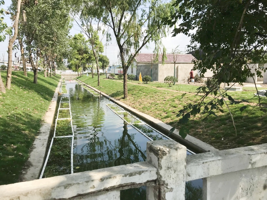 杨行镇杨东村:奏响护河"三部曲",为村级经济发展注入生态动能