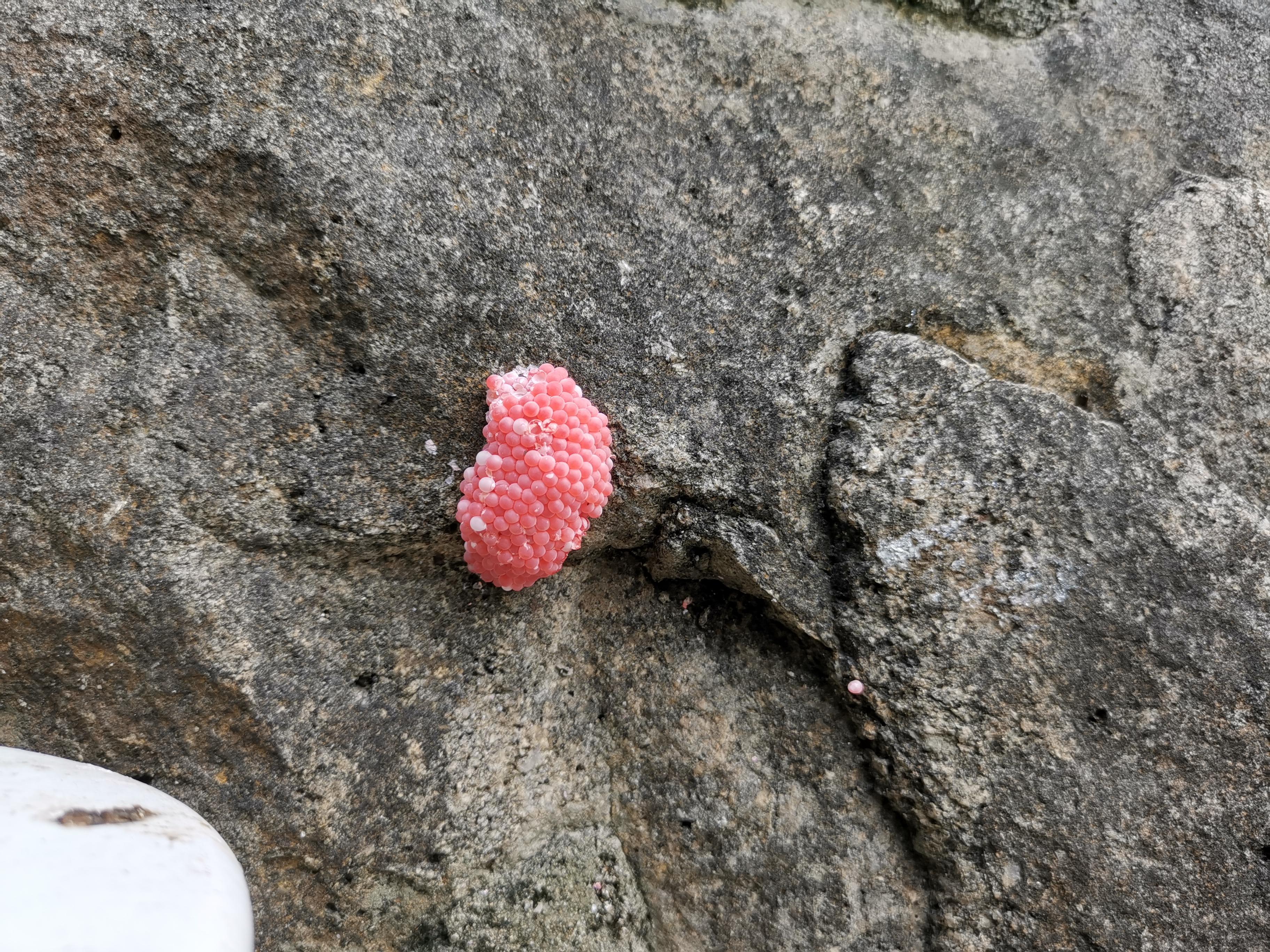 福寿螺大量产卵引民忧 相关部门连续奋战抓紧清除