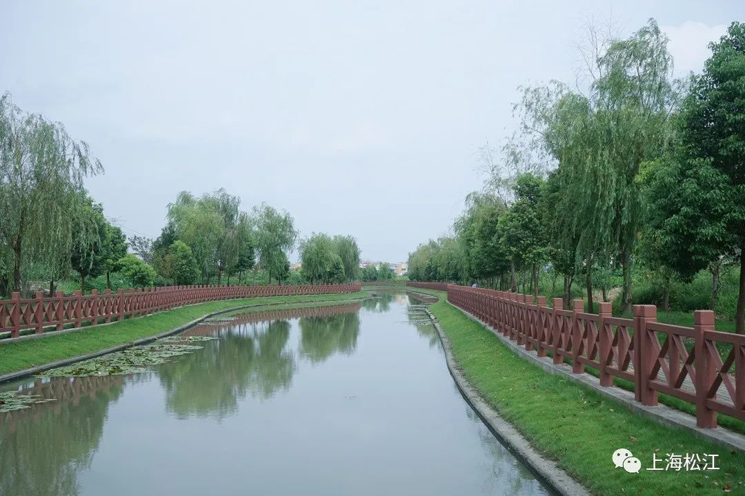从黑臭河道到最美河道,松江这个镇下了狠功夫