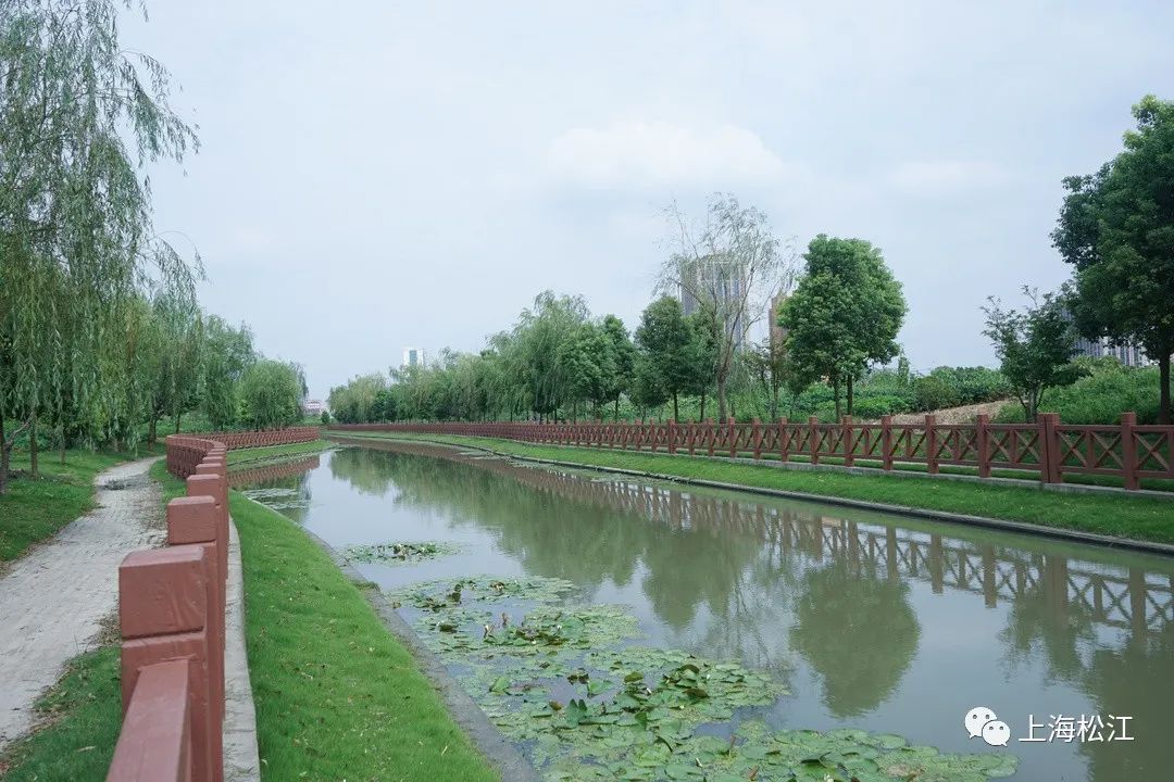 从黑臭河道到最美河道,松江这个镇下了狠功夫