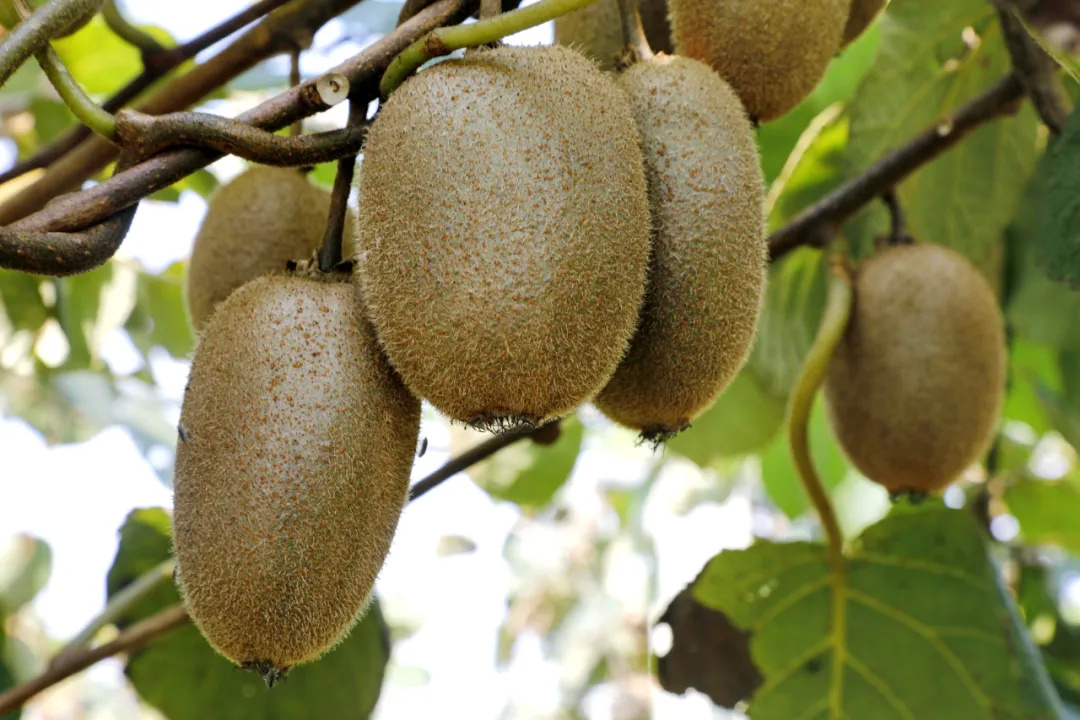 金山本地猕猴桃采摘正当时,回头客达到95%以上!