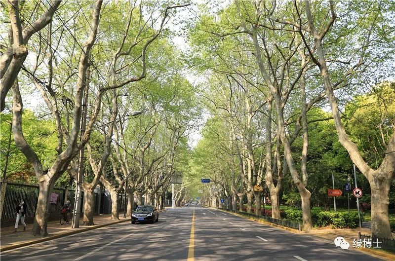 林荫道在城市中发挥着重要的生态景观功能
