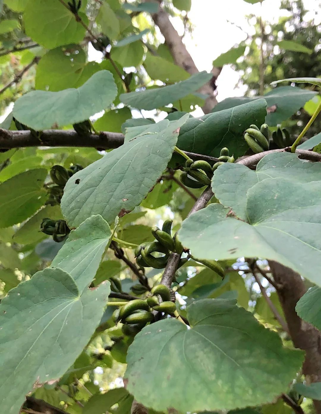 珍稀瀕危連香樹結果辰山植物園,見證地球漫長歲月