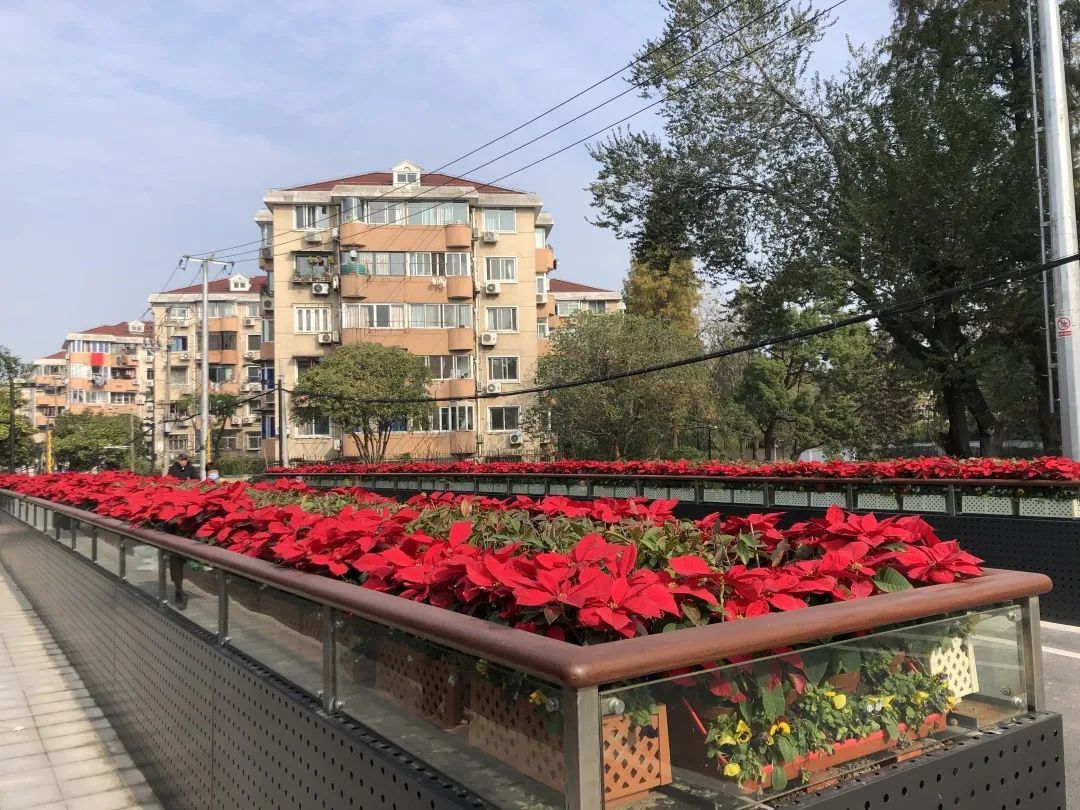 小区花坛怎么养护?社区园艺师来答疑解惑啦