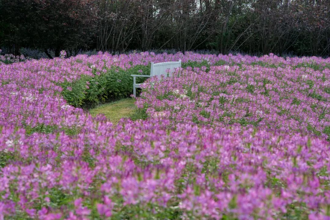 醉蝶花 马鞭草 地肤 花开海上生态园9月赏花攻略来了 上观新闻