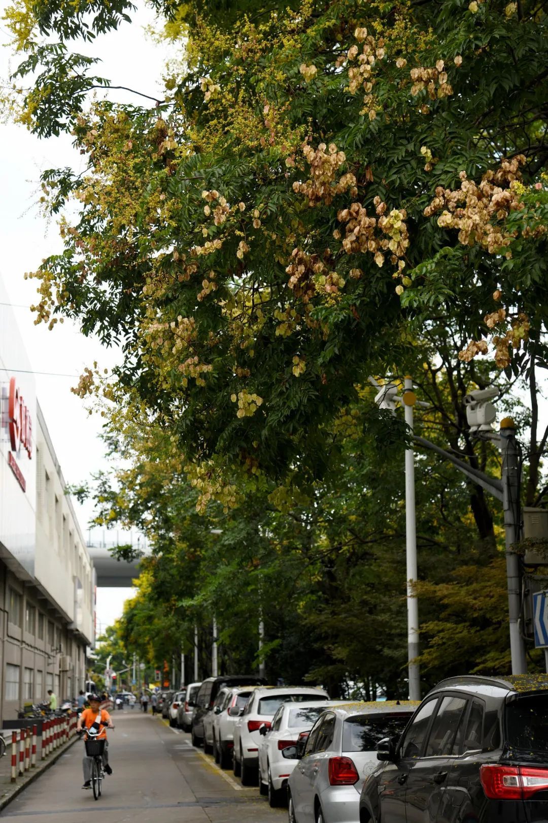 申城欒樹開花啦,來這些道路邂逅一場