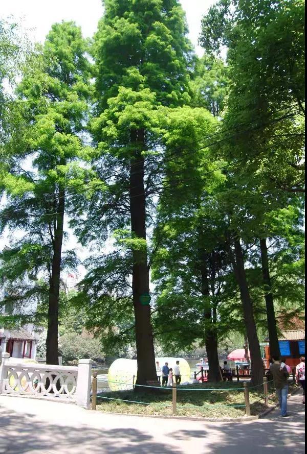 鲁迅公园里的这几棵树竟有这么多故事,你见过它们吗?