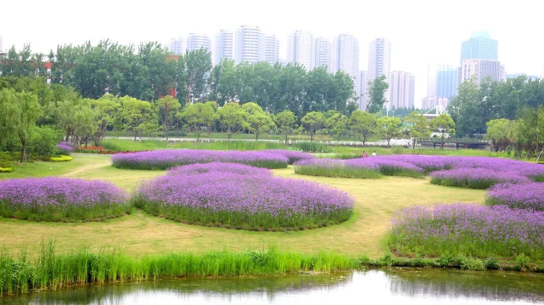 南奉公路——美人梅  其实,不仅仅公园和道路  奉贤还有各处的花海和