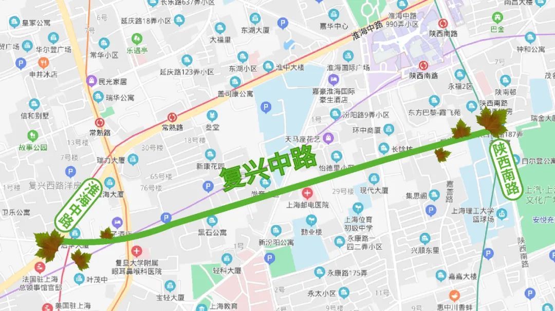 徐汇区  复兴中路(陕西南路—淮海中路)  悬铃木