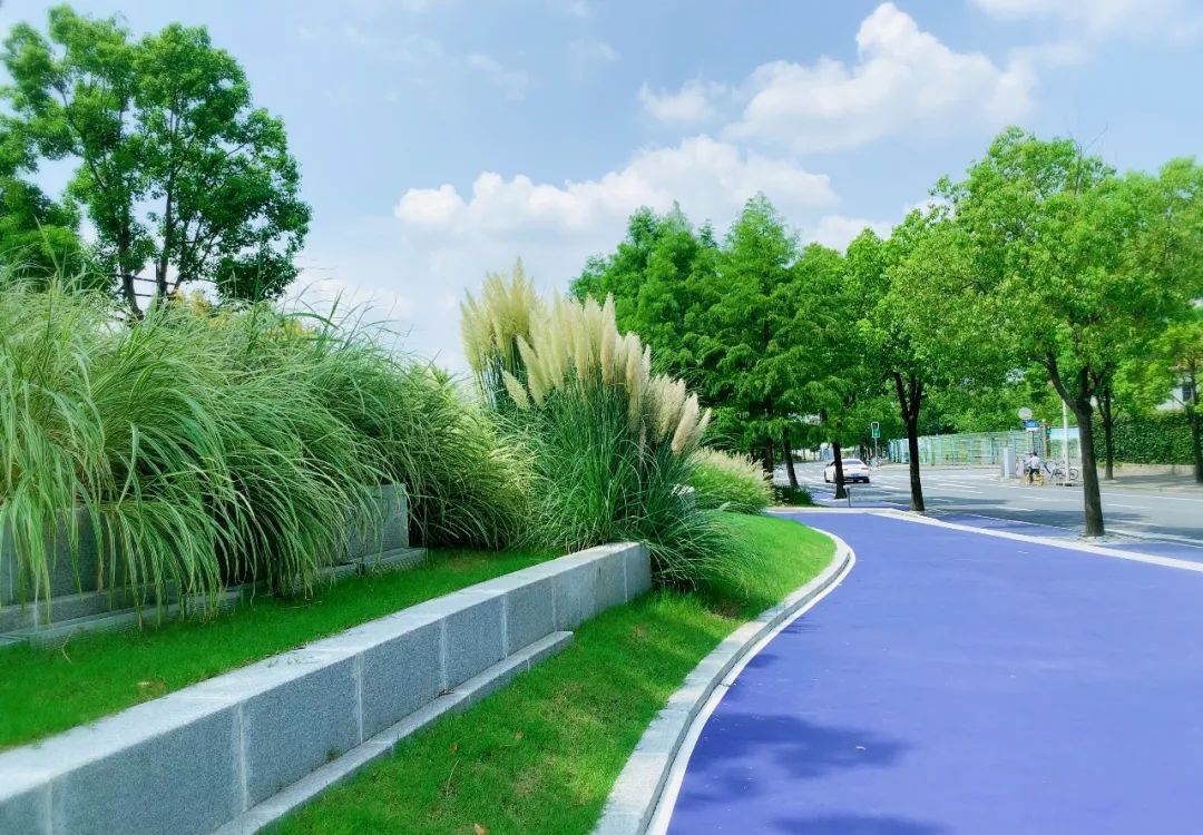 图说黄浦 | 秋意渐浓,赏草正当时!唯美的台地花园_上观新闻