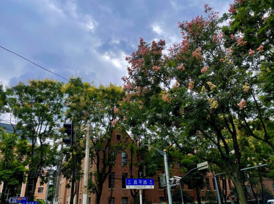 昌平路下了一场"黄金雨",按下秋日加速键!