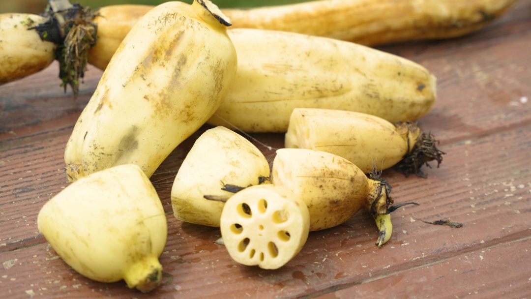 和夏天的"藕断丝连",一起来吃"藕丝连连"的金泽莲藕吧