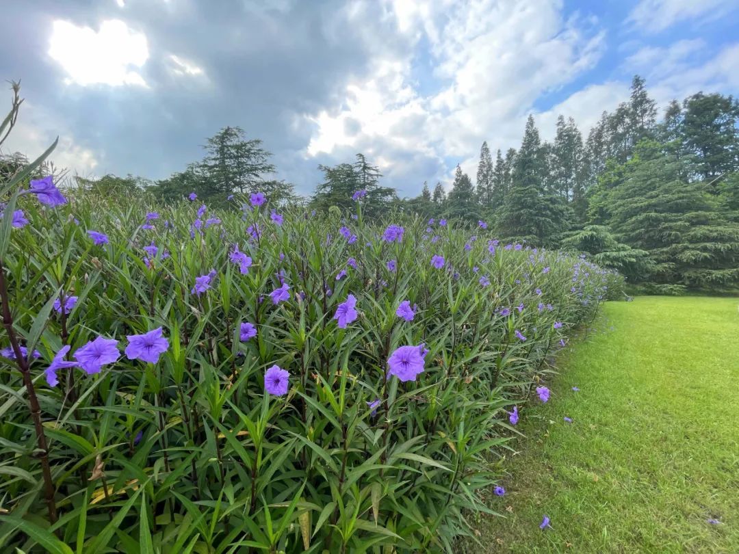秋风渐起,这一丛丛紫色小花在滨江森林公园绽放啦!