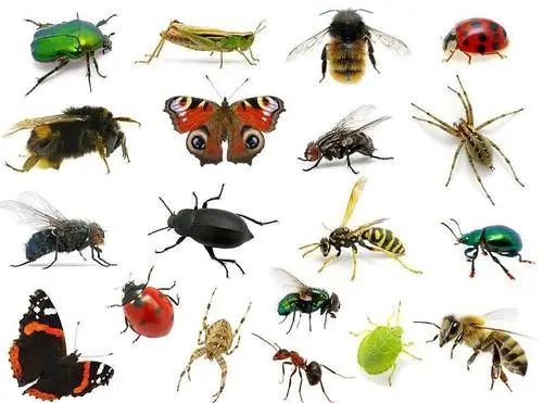 全国科普日丨一起探秘奇妙的昆虫世界_上观新闻