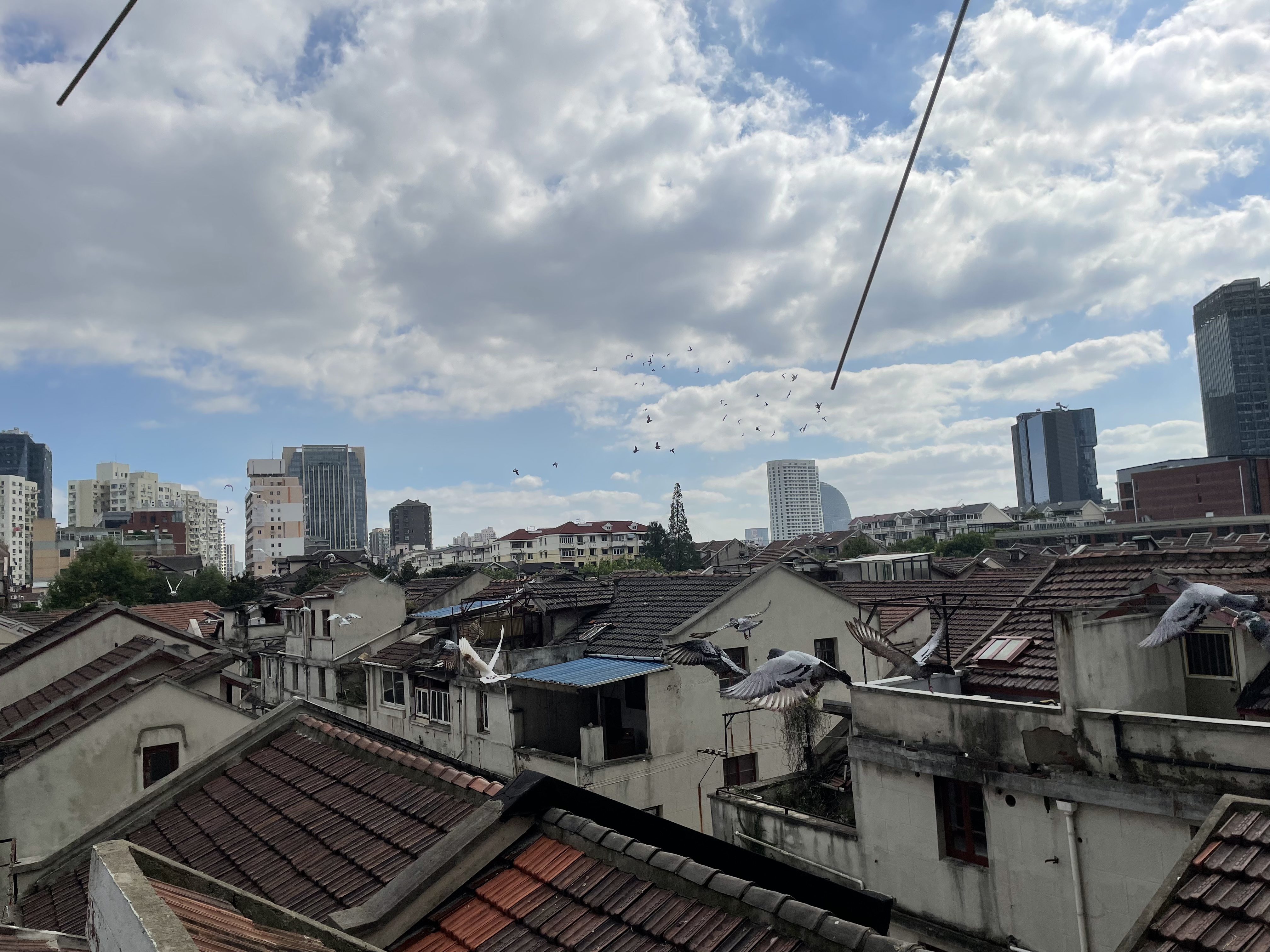 北外滩最难旧改收尾 百余信鸽赛后将搬家