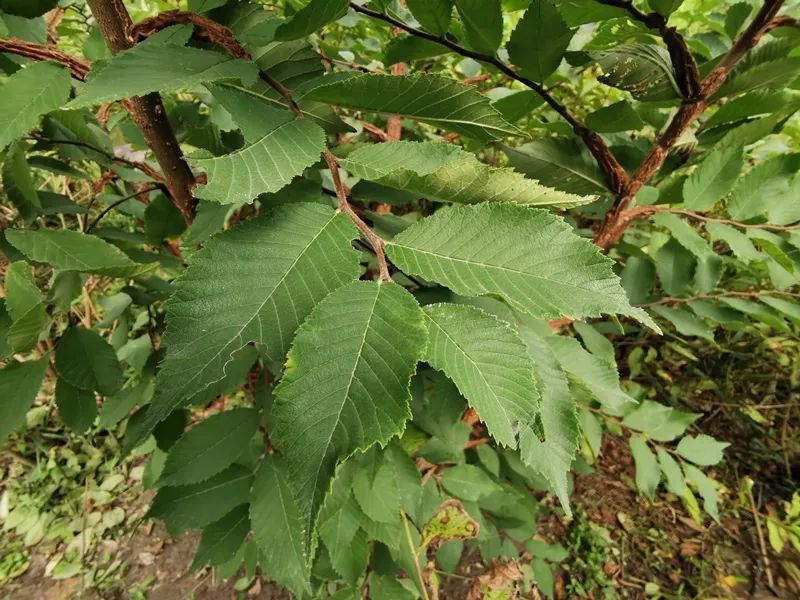 榆树披上 铠甲 上海植物园发现一株珍贵的自生苗 上观新闻