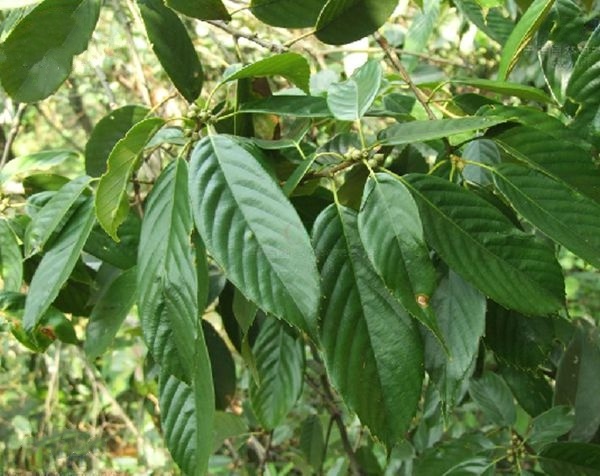 申城这些常绿阔叶类珍贵树种,你遇见过吗?(附观赏地图)