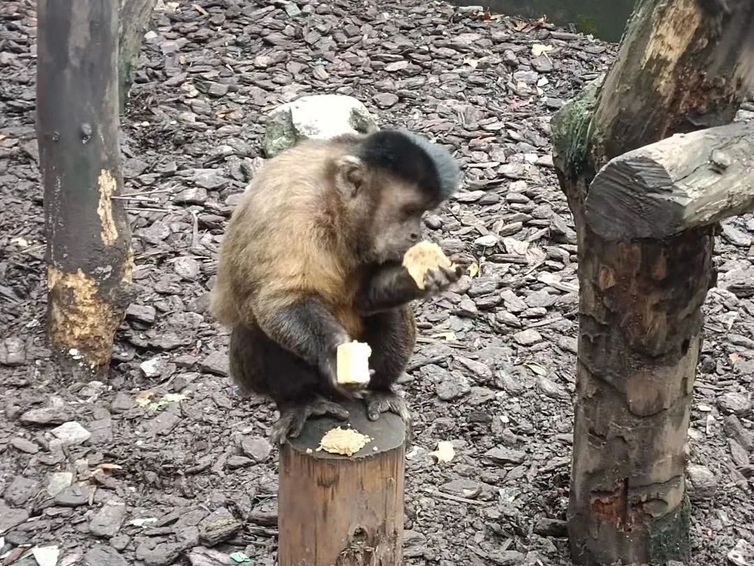 在月餅的誘惑下,平時膽小如鼠的黑巾捲尾猴