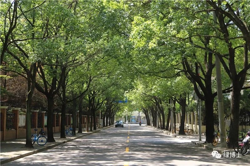 【科普】申城的行道树,为什么会选择这些品种?