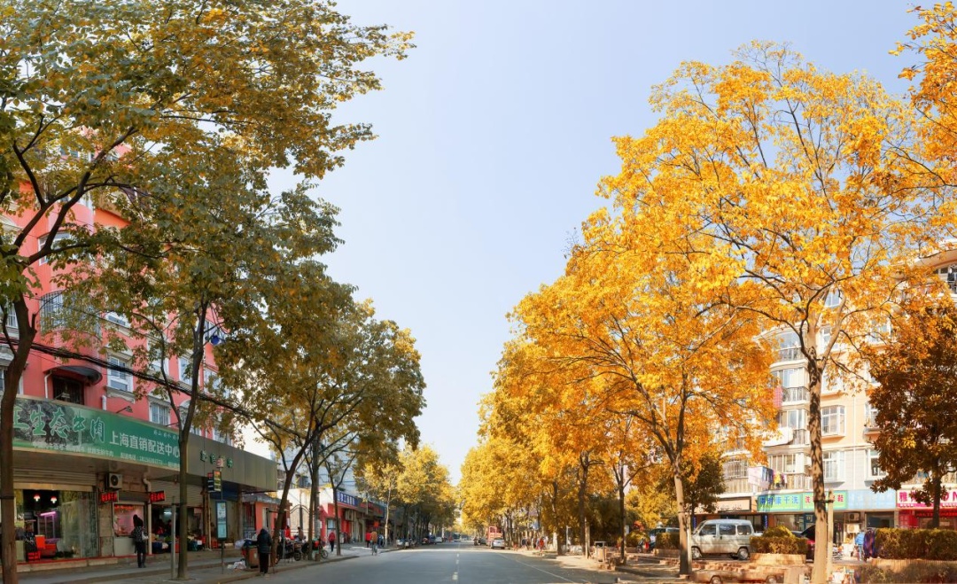 【科普】申城的行道树,为什么会选择这些品种?