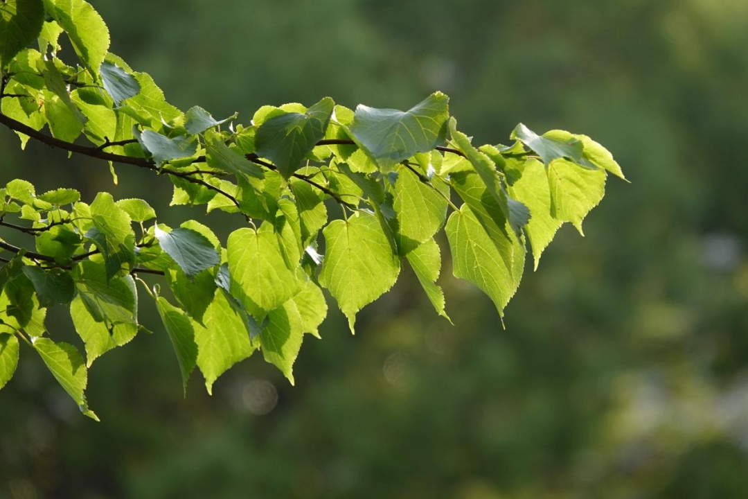 【科普】申城的行道树,为什么会选择这些品种?