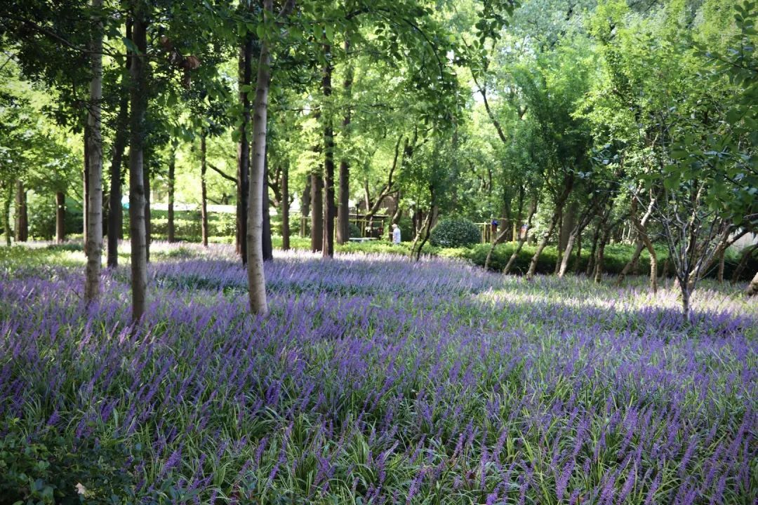 夏日探花 | 徐汇这些公园绿地里兰花三七盛开,紫色花田邀你漫步